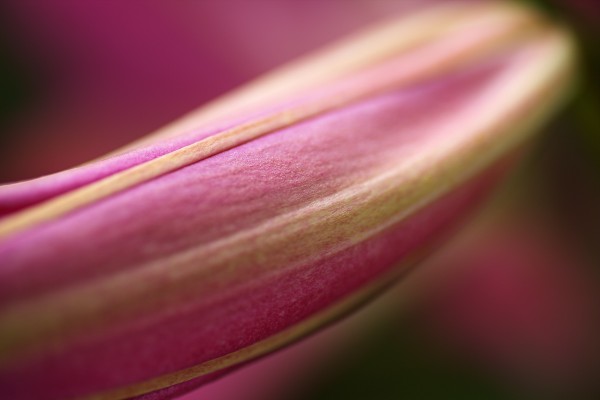 Pink Lily Bud by Joy Watson